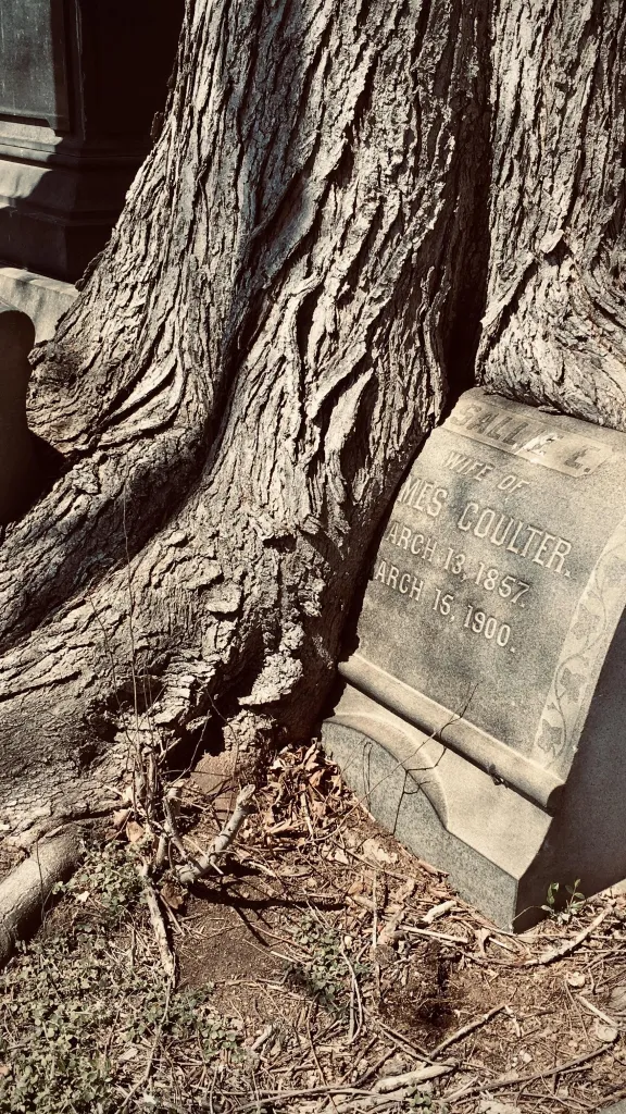 Two gravestones that have grown into the trunk of a tree