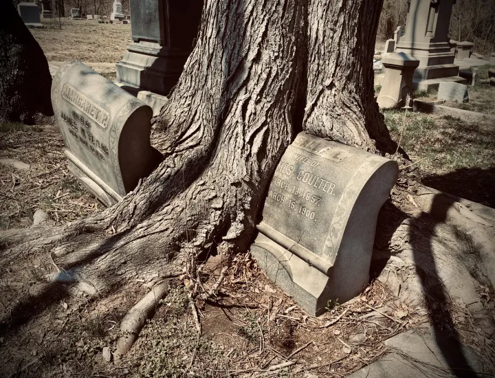 Two gravestones that have grown into the trunk of a tree